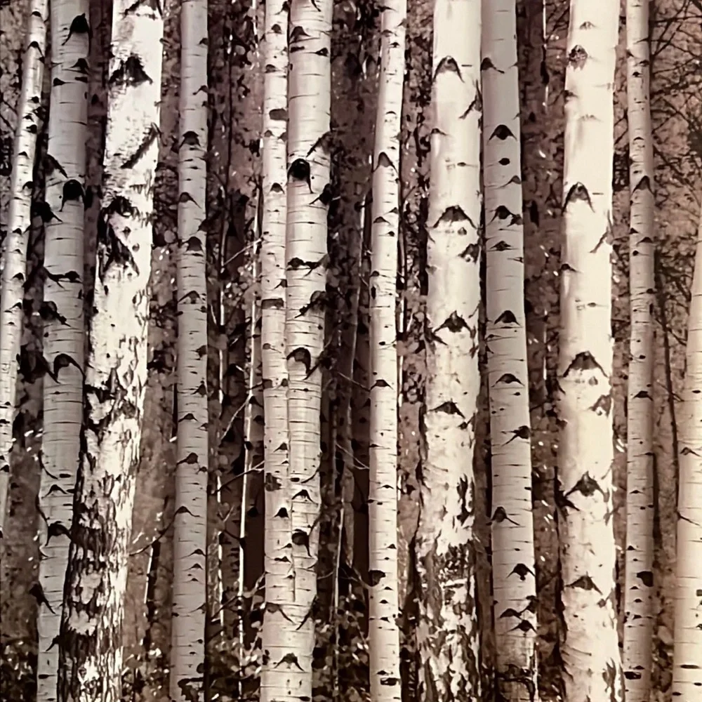 Kikkerland birch shower curtain 72” x 72“-NIB